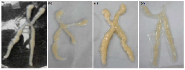 Image for - Effect of Temperature on Ovarian Maturation Stages and Embryonic Development of Mud Spiny Lobster, Panulirus polyphagus