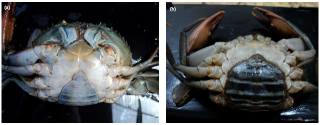 Image for - Reproductive Biology on the Gonad of Female Orange Mud Crab, Scylla olivacea  (Herbst, 1796) from the West Coastal Water of Peninsular Malaysia