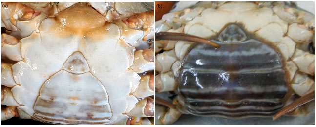 Image for - Effect of Steroid Hormones 17α-Hydroxyprogesterone and 17α-Hydroxypregnenolone  on Ovary External Morphology of Orange Mud Crab, Scylla olivacea
