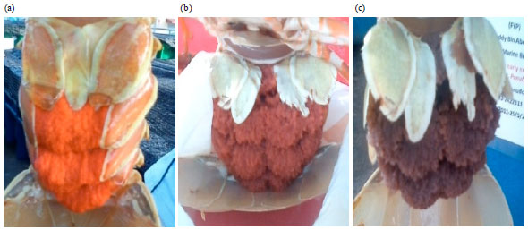 Image for - Effect of Temperature on Ovarian Maturation Stages and Embryonic Development of Mud Spiny Lobster, Panulirus polyphagus