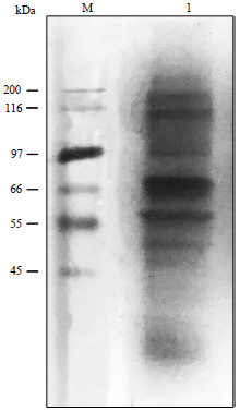 Image for - Sebae Anemone (Heteractis crispa) Venom as an Alternative Cell Lysis Buffer Reagent