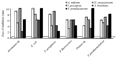 Image for - Antibacterial Activities of Salt Marsh Plants Against Marine Ornamental Fish Pathogens