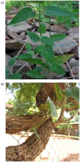 Image for - Leptadenia hastata Pers. (Decne) a Promising Source for NaturalCompounds in Biomedical Applications