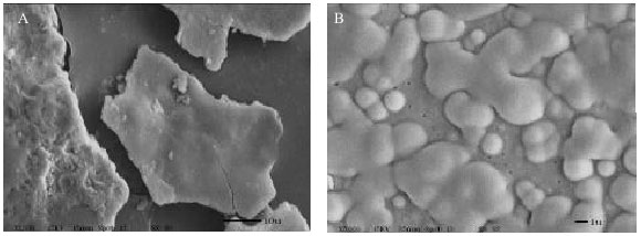 Image for - Starch Structures and Physicochemical Properties of a Novel β-glucan enriched Oat Hydrocolloid Product with and without Supercritical Carbon Dioxide Extraction