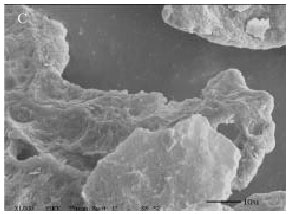 Image for - Starch Structures and Physicochemical Properties of a Novel β-glucan enriched Oat Hydrocolloid Product with and without Supercritical Carbon Dioxide Extraction