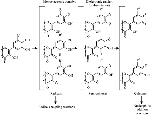 Image for - Trtametes versicolor Laccase Mediated Oxidation of Flavonoids. Influence of the Hydroxylation Pattern of Ring B of Flavonols