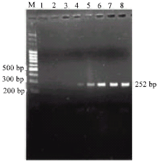 Image for - Detection of Aeromonas sp. from Chicken and Fish Samples by Polymerase Chain Reaction