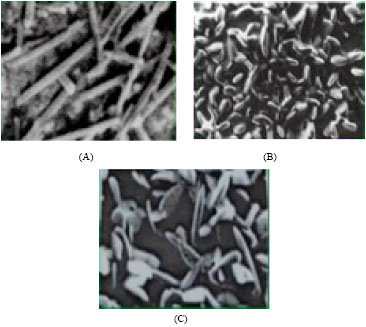 Image for - Preparation and Characterization of Soy Protein Based Edible/Biodegradable Films