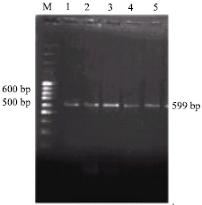 Image for - Detection of Aeromonas sp. from Chicken and Fish Samples by Polymerase Chain Reaction
