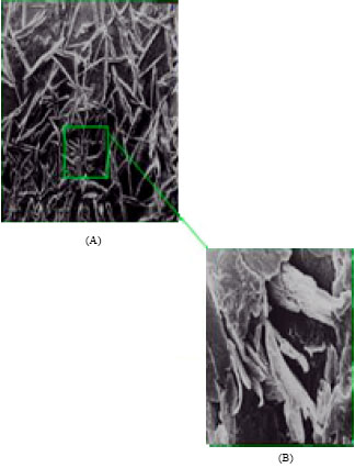 Image for - Preparation and Characterization of Soy Protein Based Edible/Biodegradable Films