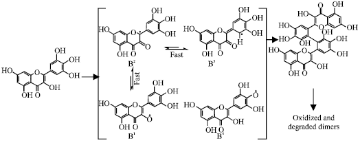 Image for - Trtametes versicolor Laccase Mediated Oxidation of Flavonoids. Influence of the Hydroxylation Pattern of Ring B of Flavonols