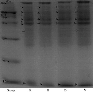 Image for - Determination of Total Serum Protein Levels Fed by Hot Smoked Rainbow Trout (Oncorhynchus mykiss) Diets in Rats