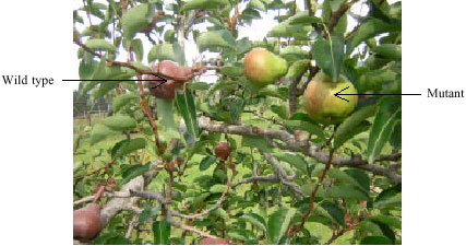 Image for - Isolation and Identification of Anthocyanins in the Fruit Peels  of Starkrimson and Marx Red Bartlett Common Pear Cultivars and Their Bud  Mutants