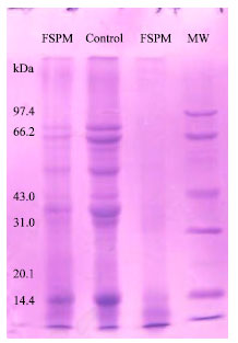 Image for - Characterization, in vitro Trypsin Digestibility and Antioxidant Activity of Fermented Soybean Protein Meal with Lactobacillus plantarum Lp6