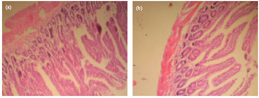 Image for - Studies on Some Biochemical and Histological Changes Associated with Long Term Consumption of Leaves of Ocimum gratissimum L. in Male Rats