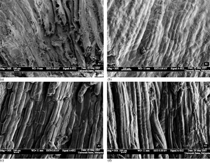 Image for - Changes in the Physicochemical Properties, Microstructure and Sensory Characteristics of Shark Dendeng Using Different Drying Methods
