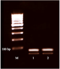 Image for - Isolation and Applications of One Strain of Lactobacillus paraplantarum from Tea Leaves (Camellia sinensis)