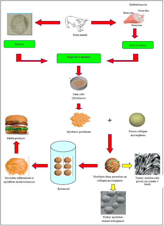 Image for - Animal-free Meat Biofabrication