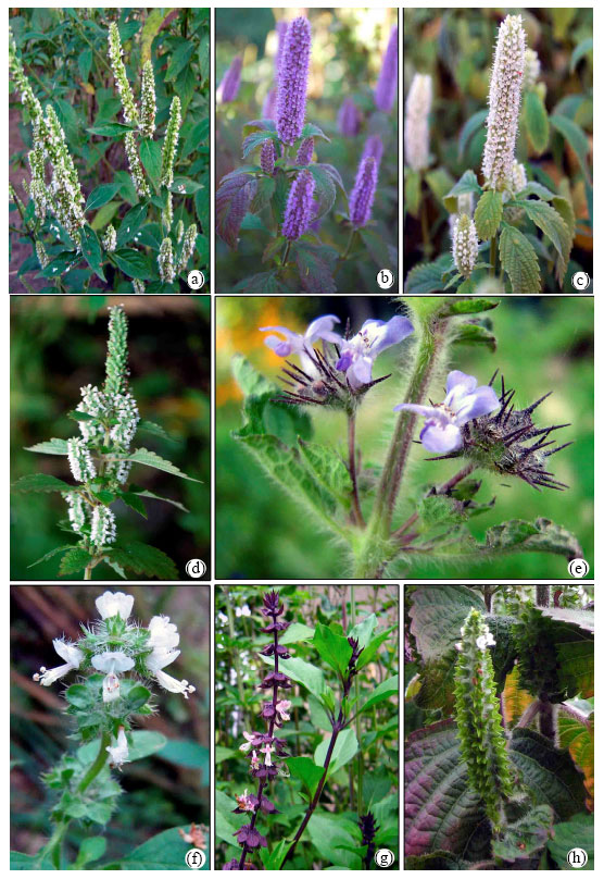 Image for - Estimation of Nutritive Indices in Eight Lamiaceae Plants of Manipur