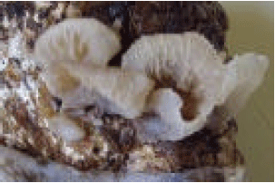 Image for - Suitability of Selected Supplemented Substrates for Cultivation of Kenyan Native Wood Ear Mushrooms (Auricularia auricula)