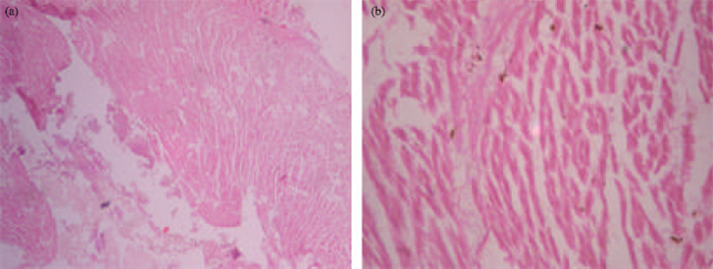 Image for - Biochemical Studies of Iron Fortified Gari Fed to Phenyl Hydrazine-induced Anaemic Rats