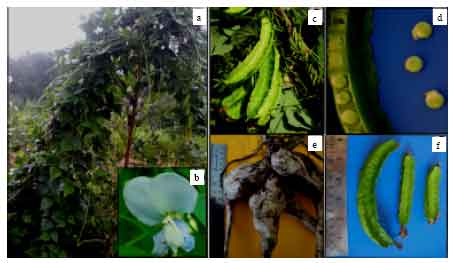 Image for - Proximate Composition and Nutritional Evaluation of Underutilized Legume Psophocarpus tetragonolobus (L.) DC. Grown in Manipur, Northeast India