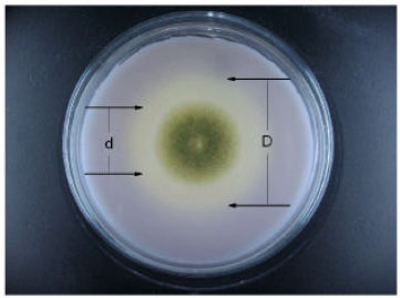 Image for - Purification and Characterization of Lipase Produced by Aspergillus oryzae CJLU-31 Isolated from Waste Cooking Oily Soil