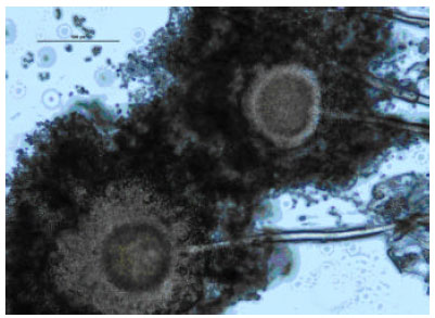 Image for - Purification and Characterization of Lipase Produced by Aspergillus oryzae CJLU-31 Isolated from Waste Cooking Oily Soil