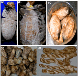 Image for - Studies on Antheraea mylilla Cocoonase and its Use in Cocoons Cooking