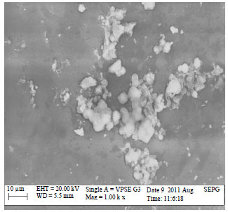 Image for - Assessment of Biofilm in E. coli O157:H7 and Salmonella Strains: Influence of Cultural Conditions