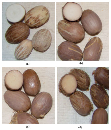 Image for - The Effect of Traditional Primary Processing of the Shea Fruit on the Kernel Butter Yield and Quality
