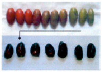 Image for - Optimization of Osmotic Dehydration of Apples Slices in Dates Syrup Using the Response Surface Methodology