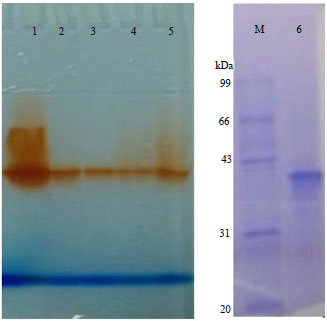 Image for - Three-Phase Partitioning for Purification of Laccase Produced by Coriolopsis trogii under Solid Fermentation