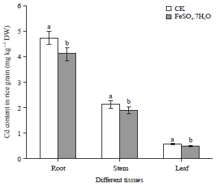 Image for - Effect of Exogenous Ferrous Sulfate Treatment on Edible Rice