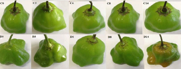 Image for - Biodegradable Films with Spirulina platensis as Coating for Cambuci Peppers (Capsicum sp.)