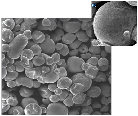 Image for - Microencapsulated Walnut Oil (Juglans neotropica Diels) by Spray Drying Technology and Determination of Fatty Acids Composition Stability