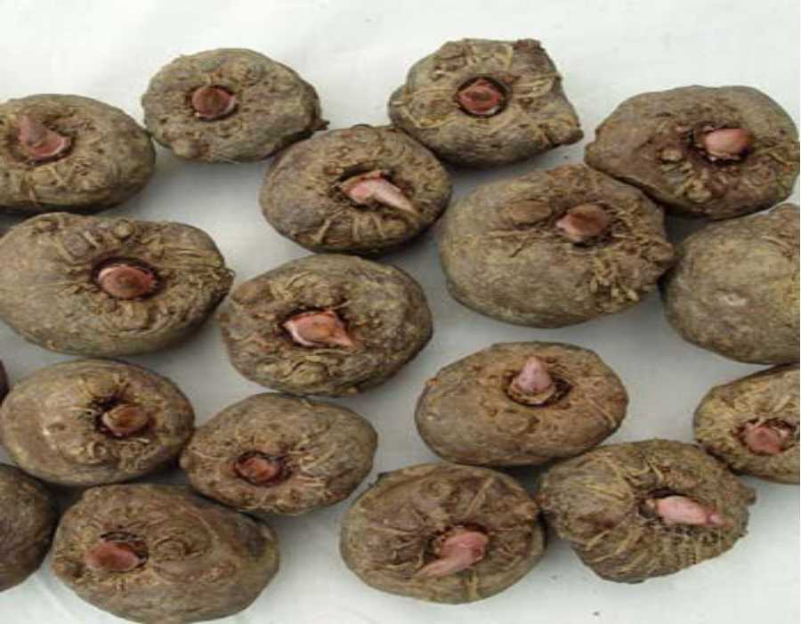Image for - Probiotic Fermentation of Konjac and Carob Pods Ceratonia siliqua and Observation of Related Antioxidant Activity