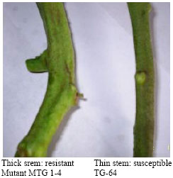 Image for - Comparative Studies in Stem Anatomy and Morphology in Relation to Drought Resistance in Tomato (Lycopersicon esculentum)