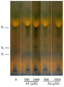 Image for - Thin Layer Chromatography Analysis of Organic Acids in Maize (Zea mays L.) Plants under Al and Zn Toxicity