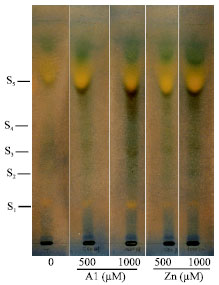 Image for - Thin Layer Chromatography Analysis of Organic Acids in Maize (Zea mays L.) Plants under Al and Zn Toxicity