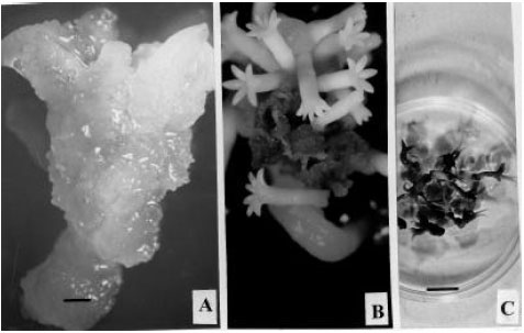 Image for - Putrescine Influences Somatic Embryogenesis and Plant Regeneration in Pinus gerardiana Wall