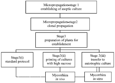 Image for - Arbuscular Mycorrhiza on Root-Organ Cultures