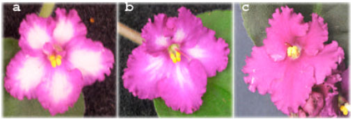 Image for - First African Violets (Saintpaulia ionantha, H. Wendl.) With a Changing Colour Pattern Induced by Mutation