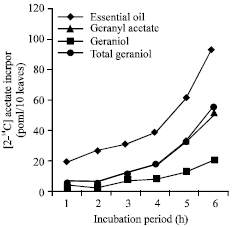 Image for - Essential Oil Biosynthesis and Metabolism of Geranyl Aceate and  Geraniol in Developing Cymbopogon flexuosus (Nees ex Steud) Wats Mutant cv. GRL 1 Leaf