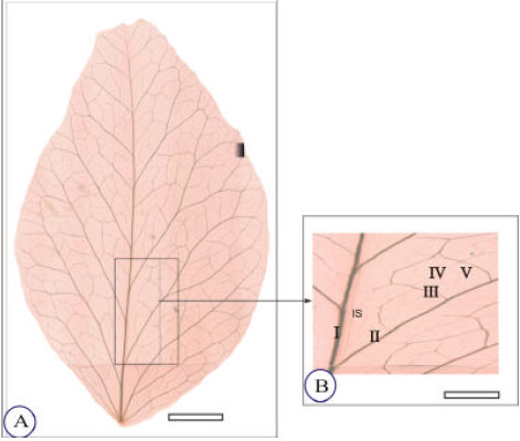 Image for - Sink to Source Transition of Pisum sativum Leaves in Relation to Leaf Plastochron Index