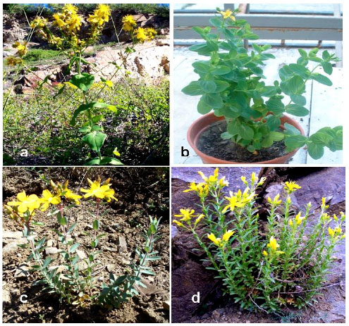 Image for - Seed Germination Protocols for Ex situ Conservation of Some Hypericum species from Turkey