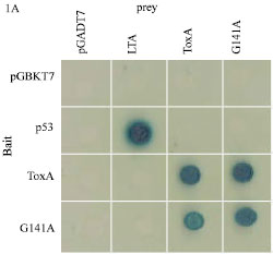 Image for - Functional Characterization of ToxA and Molecular Identification of its Intracellular Targeting Protein in Wheat