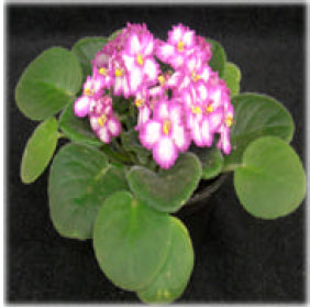 Image for - First African Violets (Saintpaulia ionantha, H. Wendl.) With a Changing Colour Pattern Induced by Mutation