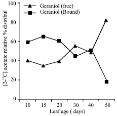 Image for - Essential Oil Biosynthesis and Metabolism of Geranyl Aceate and  Geraniol in Developing Cymbopogon flexuosus (Nees ex Steud) Wats Mutant cv. GRL 1 Leaf