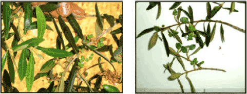 Image for - The Bioagronomic Characteristics of a Local Olive Cultivar Gerboui